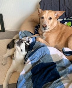 liz's two dogs lounging together