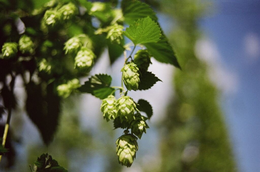 Hop that is used during the beer process for the hopping step