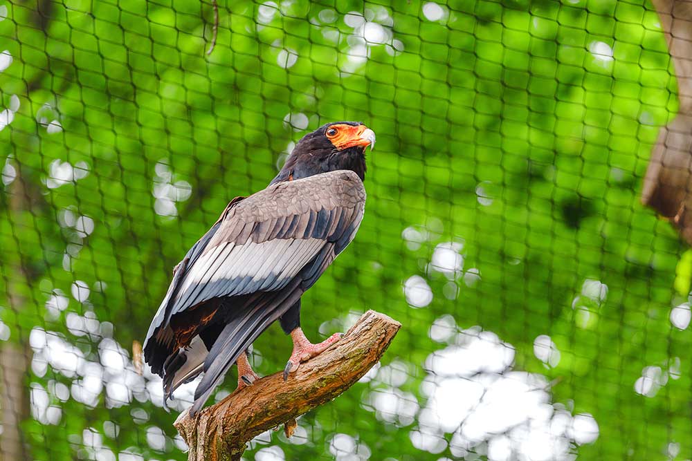 Pittsburgh tours the National Aviary